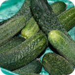 gewurzgurken4