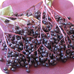 holunderbeeren1