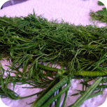Dill für Würzsalz