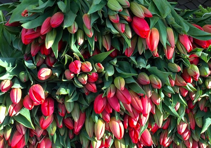 Tulpen_Saisonkalender