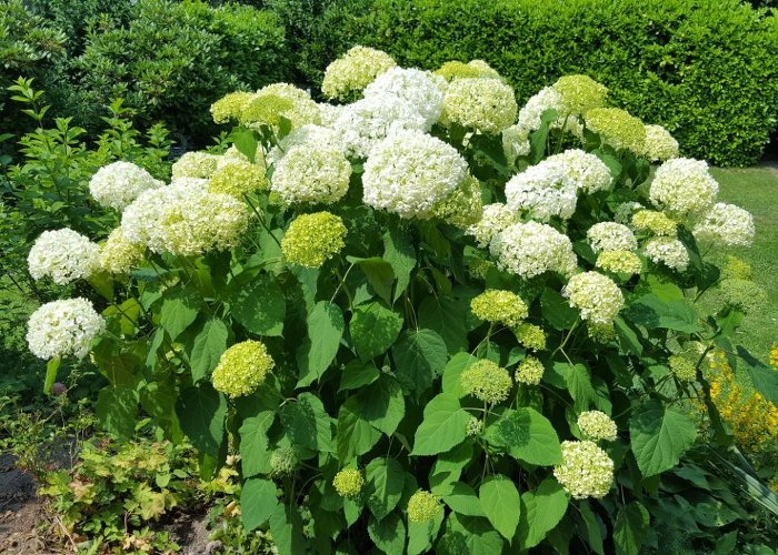 Hortensie_Saisonkalender_August