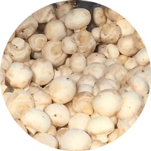 Champignons