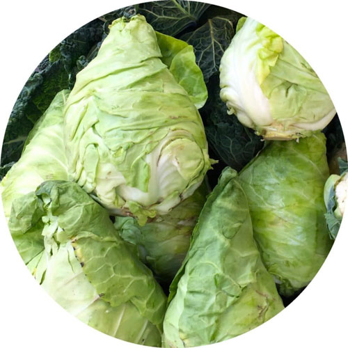 Spitzkohl