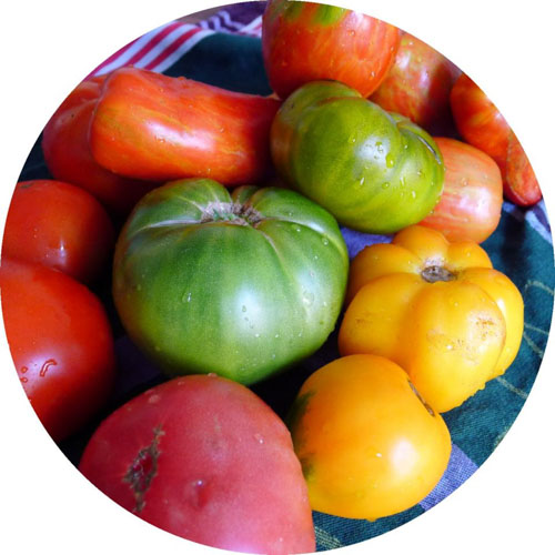 Tomaten