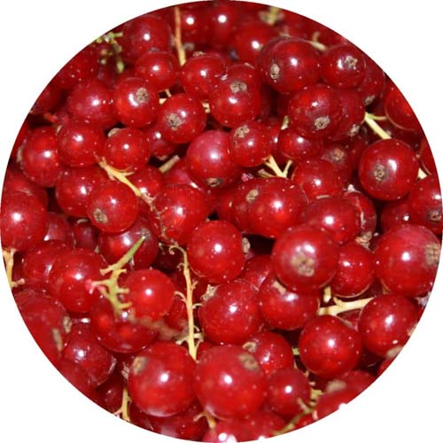Johannisbeeren