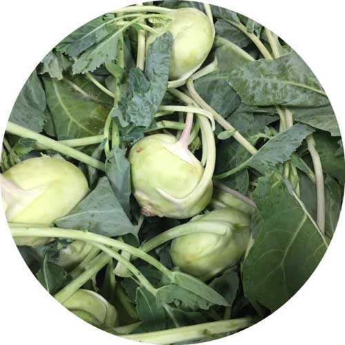 Kohlrabi