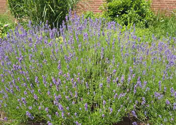 Lavendel Saisonkalender Juli